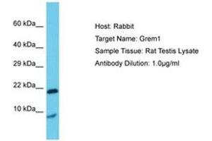 Image no. 1 for anti-Gremlin 1 (GREM1) (AA 51-100) antibody (ABIN6750392)