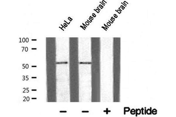 AFT7 antibody  (N-Term)