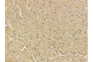 ABIN6262960 and ABIN6273263 at 1/100 staining human normal liver tissue by IHC-P.