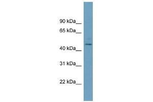 PELI1 antibody used at 1 ug/ml to detect target protein. (Pellino 1 antibody)