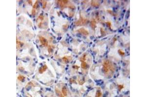 Used in DAB staining on fromalin fixed paraffin-embedded stomach tissue (SHC1 antibody  (AA 272-559))