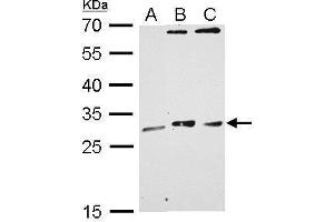 WB Image MAF1 antibody detects MAF1 protein by Western blot analysis. (MAF1 antibody  (Center))