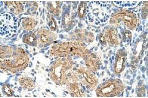Immunohistochemical staining (Formalin-fixed paraffin-embedded sections) of human kidney with CTDSPL polyclonal antibody  at 4-8 ug/mL working concentration. (CTDSPL antibody  (N-Term))
