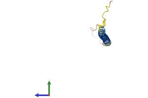 AlphaFold protein structure predicition of Human Recombinant CATR1 Protein, UniprotID Q13166 (CATR1 Protein (AA 1-79) (Fc Tag))