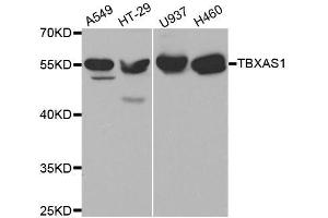 Western blot analysis of extracts of various cell lines, using TBXAS1 antibody. (TBXAS1 antibody  (AA 355-534))