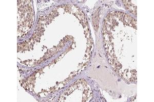ABIN6266906 at 1/100 staining human testis tissue sections by IHC-P.