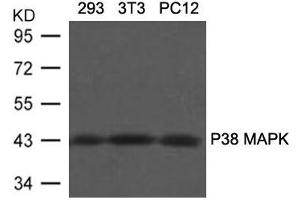 Western blot analysis of extracts from 293, 3T3 and PC12 cells using P38 MAPK(Ab-180/182) Antibody. (MAPK11 antibody  (AA 179-183))