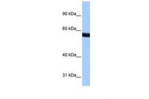 Image no. 1 for anti-Zinc Finger Protein 350 (ZNF350) (AA 108-157) antibody (ABIN6737806)