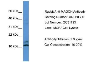 WB Suggested Anti-MAGOH  Antibody Titration: 0. (MAGOH antibody  (N-Term))