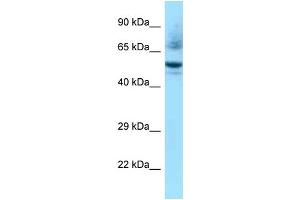 WB Suggested Anti-Nr1h3 Antibody Titration: 1. (NR1H3 antibody  (C-Term))