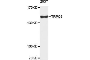 Western blot analysis of extracts of 293T cells, using TRPC5 antibody. (TRPC5 antibody)