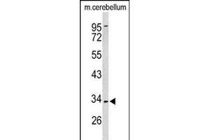 Western blot analysis of PX Antibody (Center) (ABIN653126 and ABIN2842705) in mouse cerebellum tissue lysates (35 μg/lane). (PEX2 antibody  (AA 165-194))