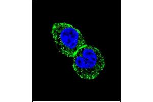 Confocal immunofluorescent analysis of IDH1 Antibody (N-term) (ABIN391659 and ABIN2841570) with HepG2 cell followed by Alexa Fluor 488-conjugated goat anti-rabbit lgG (green). (IDH1 antibody  (N-Term))