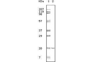 Western Blot showing CD19 antibody used against CD19 recombinant protein. (CD19 antibody)