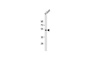 Anti-UGT2B4 Antibody (C-term)at 1:2000 dilution + human liver lysates Lysates/proteins at 20 μg per lane. (UGT2B4 antibody  (C-Term))