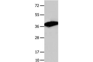 Western Blot analysis of Mouse liver tissue using COPS5 Polyclonal Antibody at dilution of 1:1550 (COPS5 antibody)
