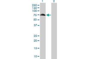 Western Blot analysis of GYG2 expression in transfected 293T cell line by GYG2 MaxPab polyclonal antibody.