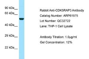 Western Blotting (WB) image for anti-CDK5 Regulatory Subunit Associated Protein 3 (CDK5RAP3) (N-Term) antibody (ABIN970373) (CDK5RAP3 antibody  (N-Term))