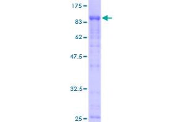 EIF4G3 Protein (AA 1-515) (GST tag)