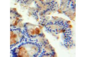 IHC-P analysis of Intestine tissue, with DAB staining. (INSL5 antibody  (AA 23-135))