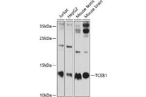 Western blot analysis of extracts of various cell lines, using TCEB1 antibody (ABIN6131624, ABIN6148930, ABIN6148932 and ABIN6219151) at 1:1000 dilution. (TCEB1 antibody  (AA 1-112))