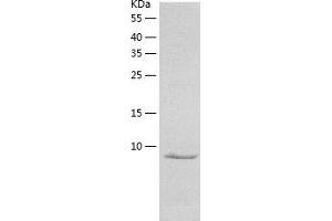 Western Blotting (WB) image for SNRPN Upstream Reading Frame (SNURF) (AA 1-71) protein (His tag) (ABIN7289585) (SNURF Protein (AA 1-71) (His tag))