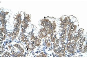 Human Stomach (SIK1 antibody  (N-Term))