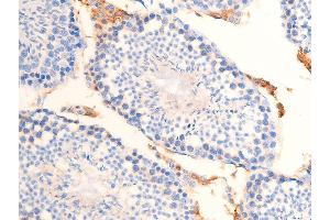 ABIN6267253 at 1/100 staining mouse testicular tissue sections by IHC-P.