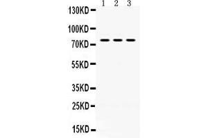 Anti- PAK5 Picoband antibody, Western blottingAll lanes: Anti PAK5  at 0. (PAK7 antibody  (N-Term))