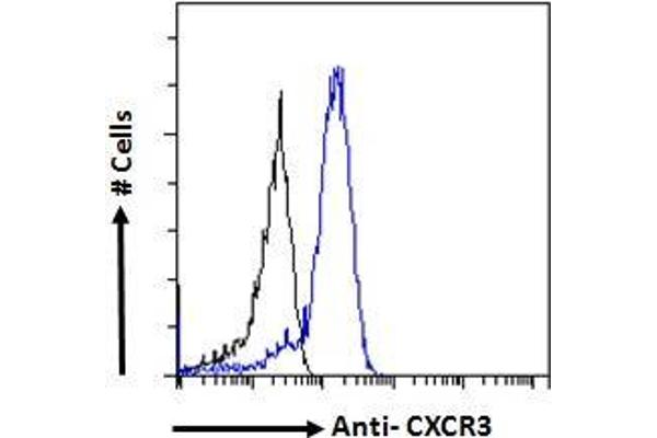 CXCR3 antibody  (C-Term)