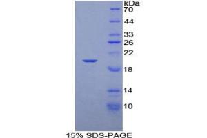SDS-PAGE analysis of Rat Elongin A Protein. (TCEB3 Protein)