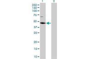 Western Blot analysis of RBMS2 expression in transfected 293T cell line by RBMS2 MaxPab rabbit polyclonal antibody. (RBMS2 antibody  (AA 1-407))