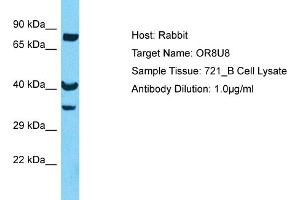 Host: Rabbit Target Name: OR8U8 Sample Type: 721_B Whole Cell lysates Antibody Dilution: 1. (Olfactory Receptor, Family 8, Subfamily U, Member 8 (OR8U8) (C-Term) antibody)