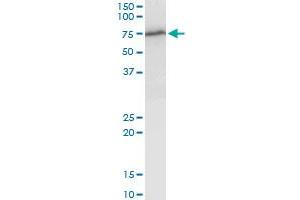 WHSC2 MaxPab polyclonal antibody. (WHSC2 antibody  (AA 1-528))