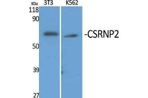 Western Blot (WB) analysis of specific cells using CSRNP2 Polyclonal Antibody. (CSRNP2 antibody  (Internal Region))