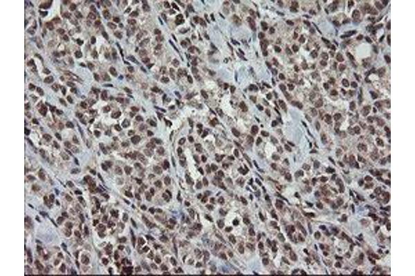 OTUB1 antibody