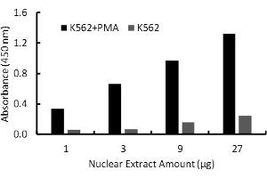 Transcription factor assay of Fra1 from nuclear extracts of K562 cells or K562 cells treated with PMA (50 ng/ml) for 3 hr with the  Activity Assay Kit. (FOSL1 ELISA Kit)