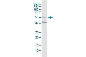 MLKL MaxPab polyclonal antibody. (MLKL antibody  (AA 1-471))