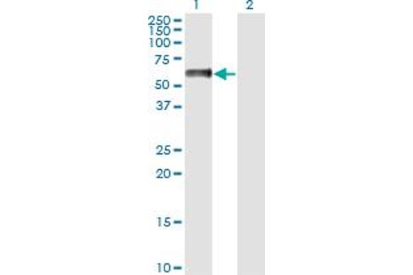 NFIA antibody  (AA 1-498)