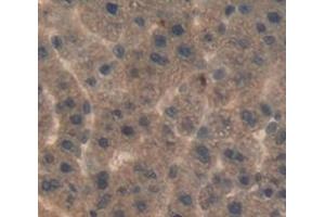 #VALUE! (LBP antibody  (AA 27-481))