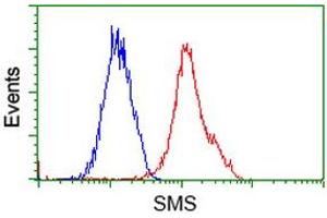 Flow Cytometry (FACS) image for anti-Spermine Synthase, SMS (SMS) antibody (ABIN1501097) (SMS antibody)