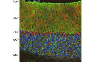 Immunofluorescence of rat cerebellum showing strong synaptic staining of VSNL1 (green) in the molecular layer (ML) and MAP2 ( ABIN361345) in red. (VSNL1 antibody)