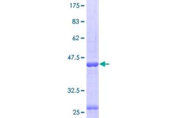 HSPA4 Protein (AA 1-148) (GST tag)