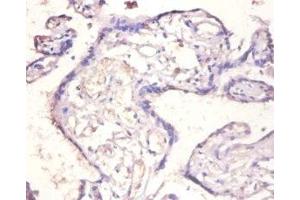 Immunohistochemistry of paraffin-embedded human placenta tissue using ABIN7156834 at dilution of 1:100 (IL18BP antibody  (AA 31-183))