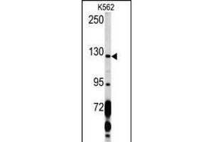 Western blot analysis of PDGFRA Antibody (C-term ) (ABIN392022 and ABIN2841798) in K562 cell line lysates (35 μg/lane).