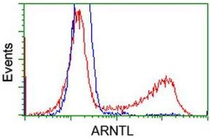 HEK293T cells transfected with either RC207870 overexpress plasmid (Red) or empty vector control plasmid (Blue) were immunostained by anti-ARNTL antibody (ABIN2452787), and then analyzed by flow cytometry. (ARNTL antibody)