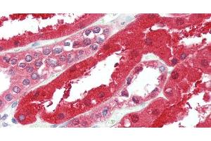 Immunohistochemistry of paraffin-embedded Kidney tissue using GPC6 Polyclonal Antibody at dilution of 1:90. (Glypican 6 antibody)