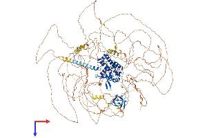 AlphaFold protein structure predicition of Mouse Recombinant Rusc2 Protein, UniprotID Q80U22