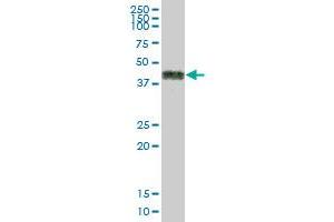 CD2 MaxPab polyclonal antibody. (CD2 antibody  (AA 1-351))