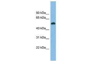 WB Suggested Anti-BRUNOL5 Antibody Titration: 0. (CELF5 antibody  (Middle Region))